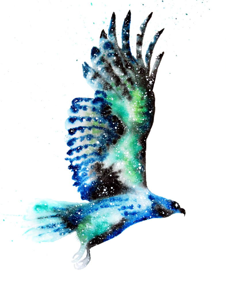 Hawk | Cosmic Animal Meanings, Messages & Dreams